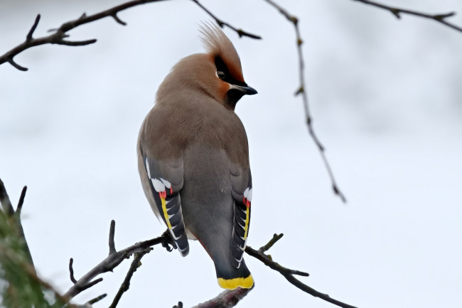 Обои картинки фото животные, свиристели, птичка