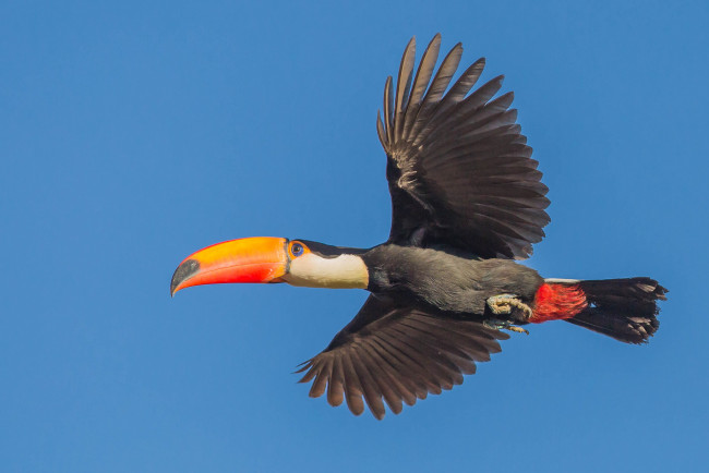 Обои картинки фото животные, туканы, птичка