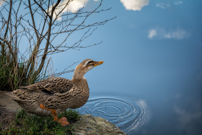 Обои картинки фото животные, утки, птичка