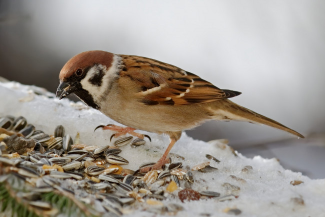 Обои картинки фото животные, воробьи, птичка