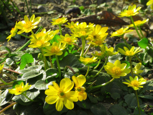 обоя цветы, калужницы,  лютики, весна