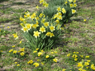 Картинка цветы разные+вместе нарциссы