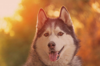 Картинка животные собаки хаски