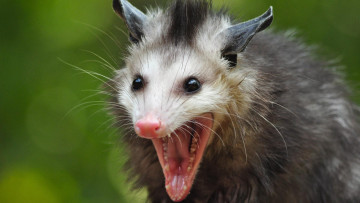 Картинка opossum животные опоссумы опоссум опоссумовые зверёк мех хвостик мордочка млекопитающие