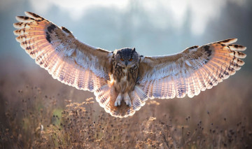 Картинка ушастая+сова животные совы ушастая полёт сова птица хищник совиные совообразные перья клюв когти