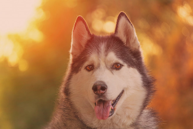 Обои картинки фото животные, собаки, хаски