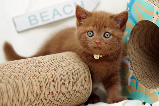 Обои картинки фото животные, коты, котёнок, комочек, шерсти, няшное, существо, да, и, лучший, друг, человека, мур, мяу