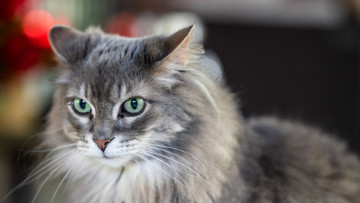 Картинка кот животные коты животное фауна взгляд цвет