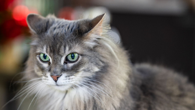 Обои картинки фото кот, животные, коты, животное, фауна, взгляд, цвет