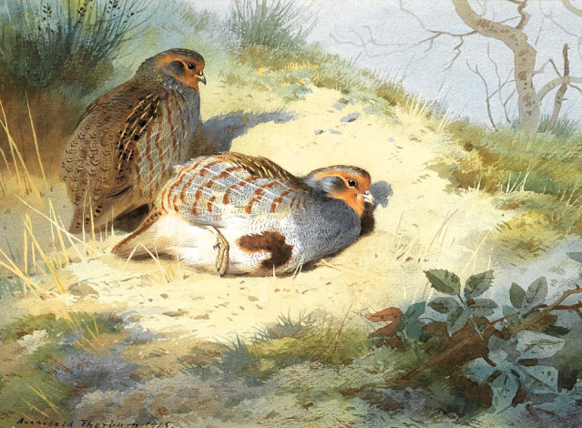Обои картинки фото рисованное, archibald thorburn, куропатки, птицы, пара, лес