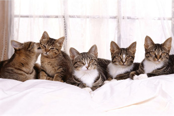 Картинка разное компьютерный+дизайн кот кошка котёнок