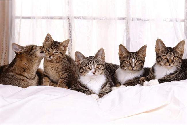 Обои картинки фото разное, компьютерный дизайн, кот, кошка, котёнок