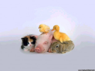 Картинка животные разные вместе