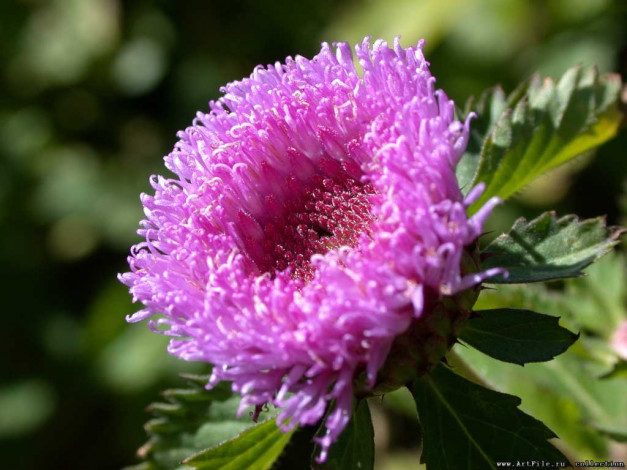 Обои картинки фото цветы, астры