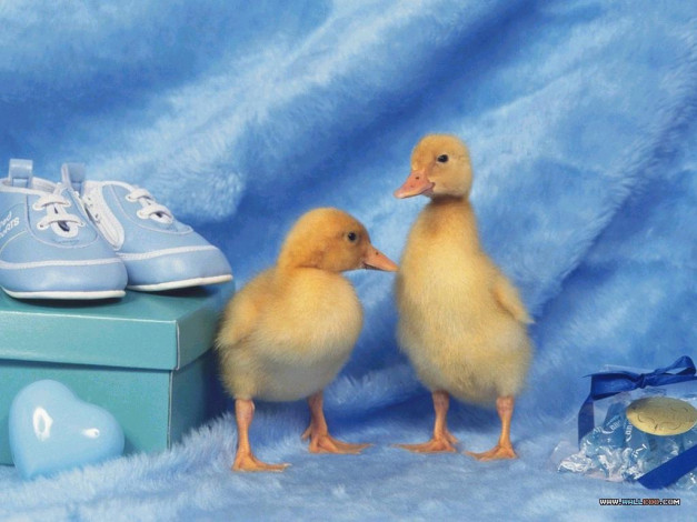 Обои картинки фото животные, утки