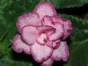 Картинка цветы фиалки