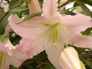 обоя любимый, цветок, цветы, лилии, лилейники