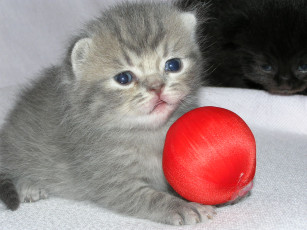 Картинка животные коты