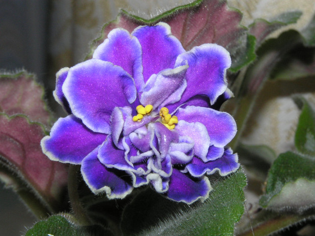 Обои картинки фото цветы, фиалки