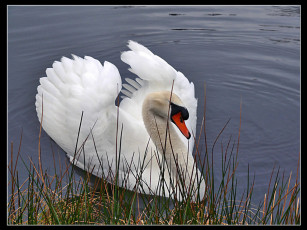 Картинка животные лебеди