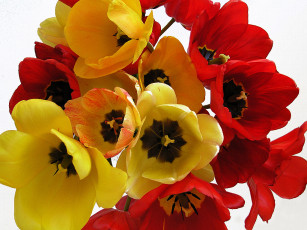 Картинка цветы тюльпаны