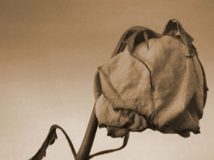 Картинка цветы розы