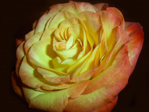 Картинка цветы розы