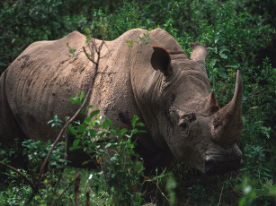 Картинка животные носороги