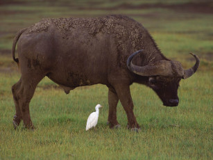 Картинка животные разные вместе