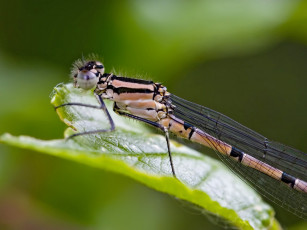 Картинка животные стрекозы