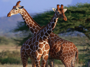 Картинка животные жирафы