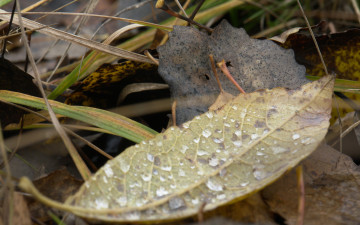 Картинка природа