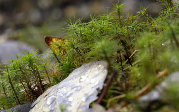 Картинка природа