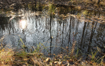 Картинка природа