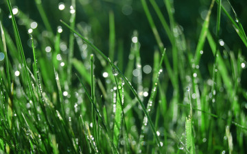 Картинка природа макро