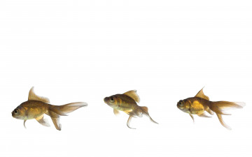 Картинка животные рыбы