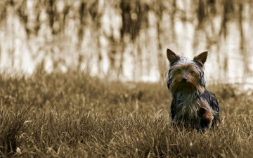 Картинка животные собаки