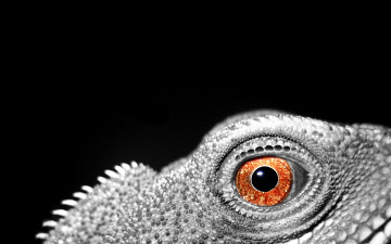 Картинка животные Ящерицы игуаны вараны
