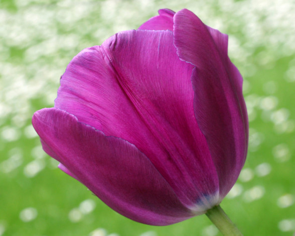 Обои картинки фото цветы, тюльпаны