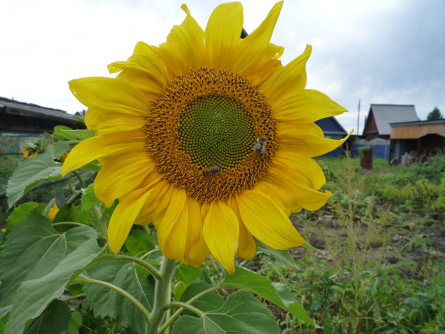 Обои картинки фото цветы, подсолнухи