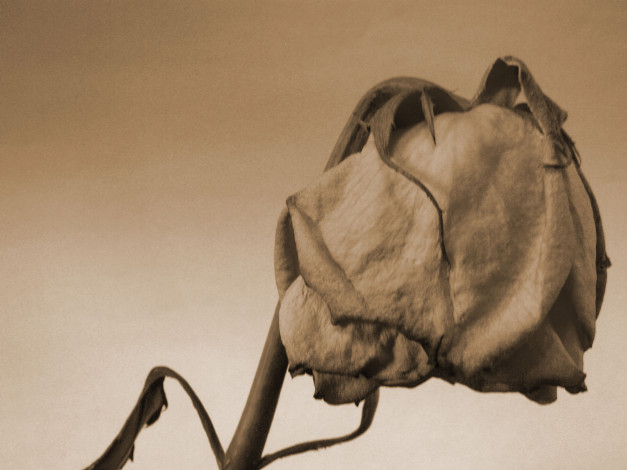 Обои картинки фото цветы, розы