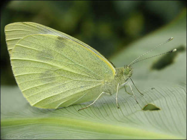 Обои картинки фото животные, бабочки