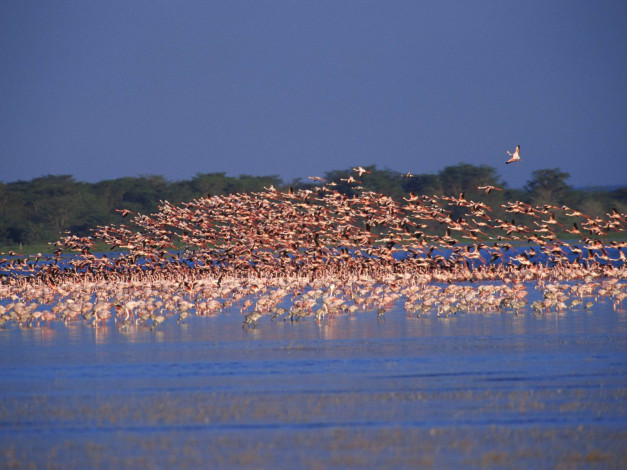 Обои картинки фото животные, фламинго