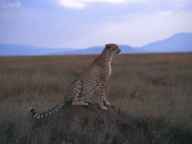 Обои картинки фото животные, гепарды