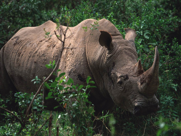 Обои картинки фото животные, носороги
