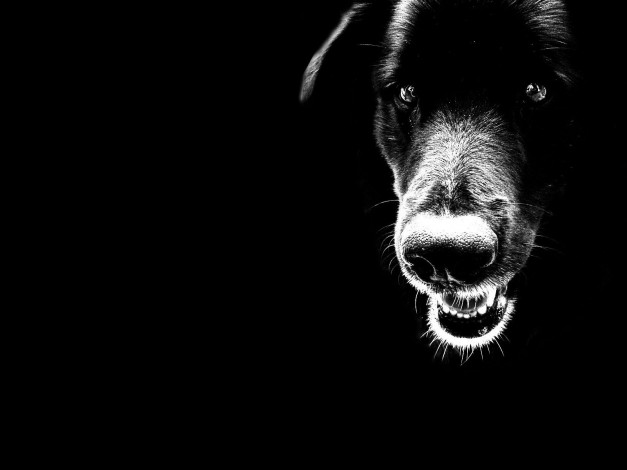 Обои картинки фото животные, собаки