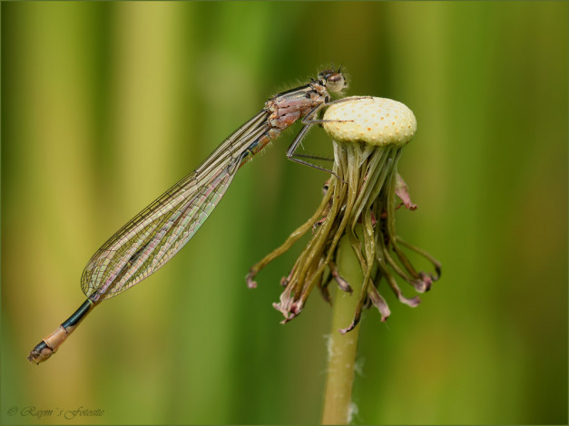 Обои картинки фото животные, стрекозы