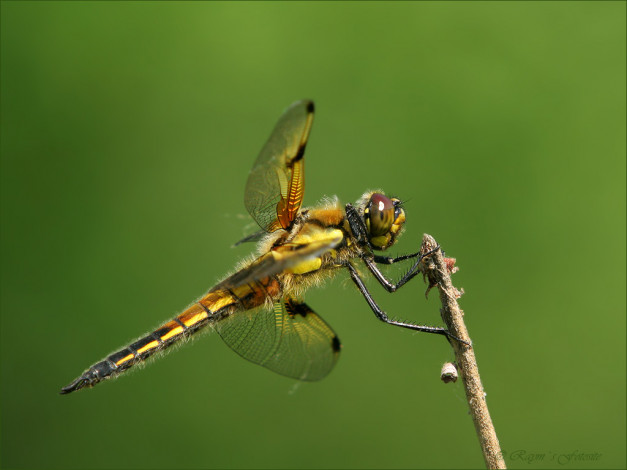 Обои картинки фото животные, стрекозы
