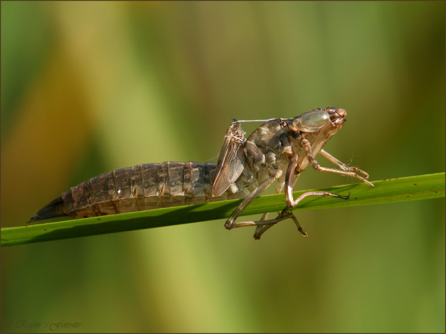 Обои картинки фото животные, стрекозы