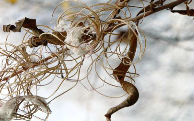 Обои картинки фото природа